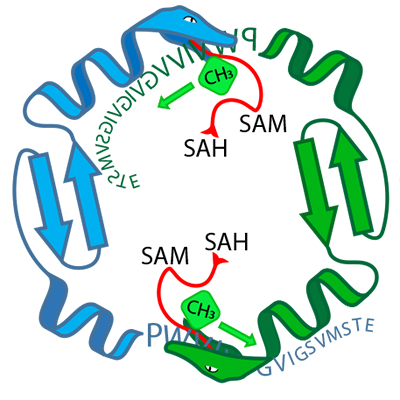 Das Enzym OphA (grüne und blaue Schlangen) bestückt das Vorläuferpeptid von Omphalotin A (Buchstabenfolge) mit Methylgruppen. In dieser Phase sind Enzym und Substrat fest verbunden. (Grafik: Niels van der Velden und Mike Freeman / ETH Zürich) 