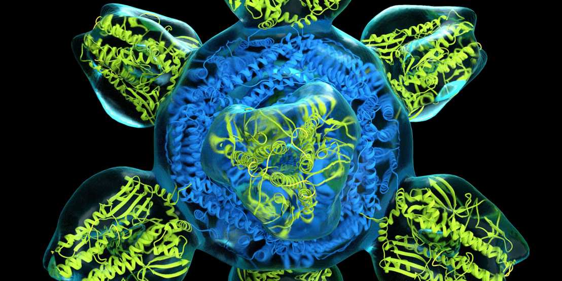 Vergrösserte Ansicht: Forschung mit potenziell gefährlichen Viren kann einen grossen Nutzen für die Gesellschaft haben – wie zum Beispiel dieser Prototyp eines universellen Grippe-Impfstoffs. Sie birgt aber auch Sicherheitsrisiken. (Bild: NIAID)  
