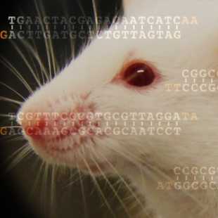 Mouse with siRNAs
