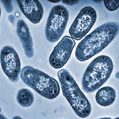 Gut-invasion by Salmonella using hydrogen