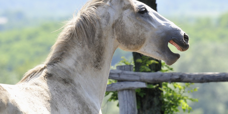 Enlarged view: Horses whinny in two voices. (Photo: Croato / Fotolia)