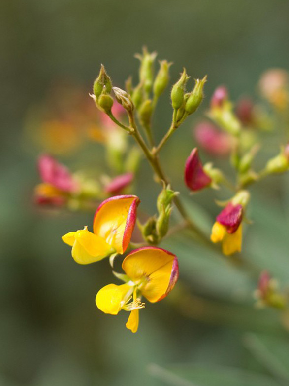 Pigeon pea blossoms