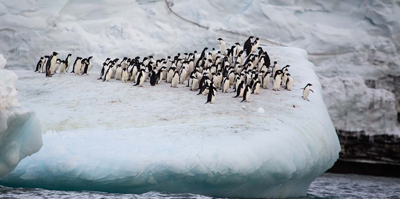 Enlarged view: A penguin colony at the foot of Mount Siple. 