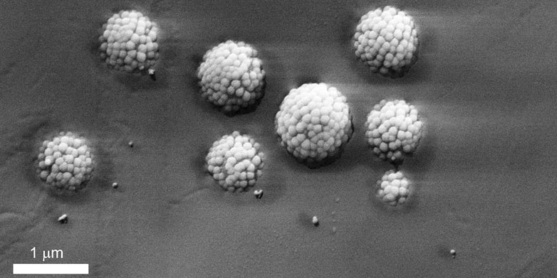Cryo-SEM image of the raspberry particles adsorbed at the water-oil interface, after freezing and removal of the oil. The particles are embedded in frozen water at different heights, due to the effective pinning of their rough surfaces at the interface, which arrests their adsorption.&nbsp;(Image Michele Zanini, Isa Group, ETH Zürich)