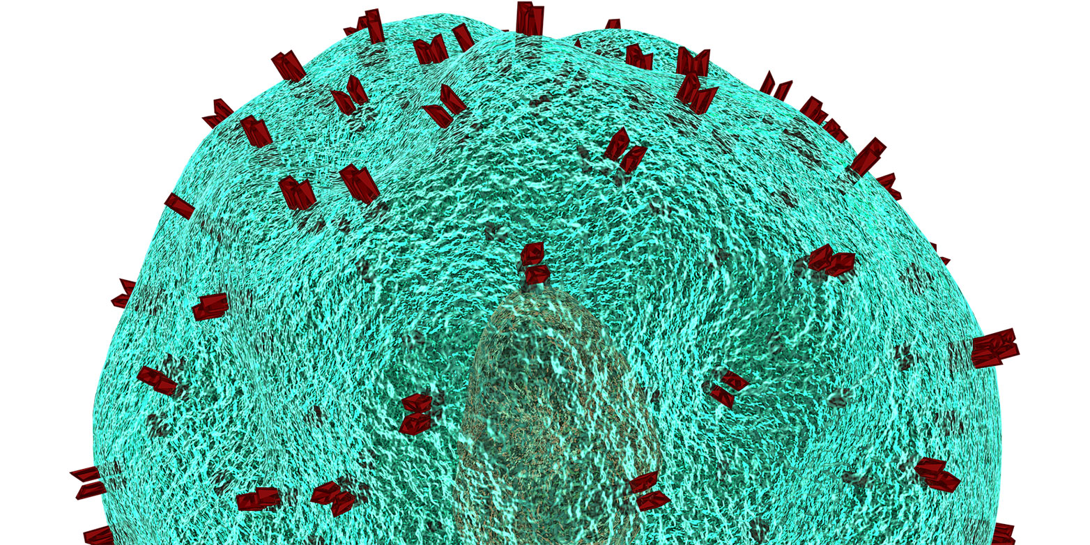 T-cells are important for the immune defence. (Picture: www.pixabay.com)