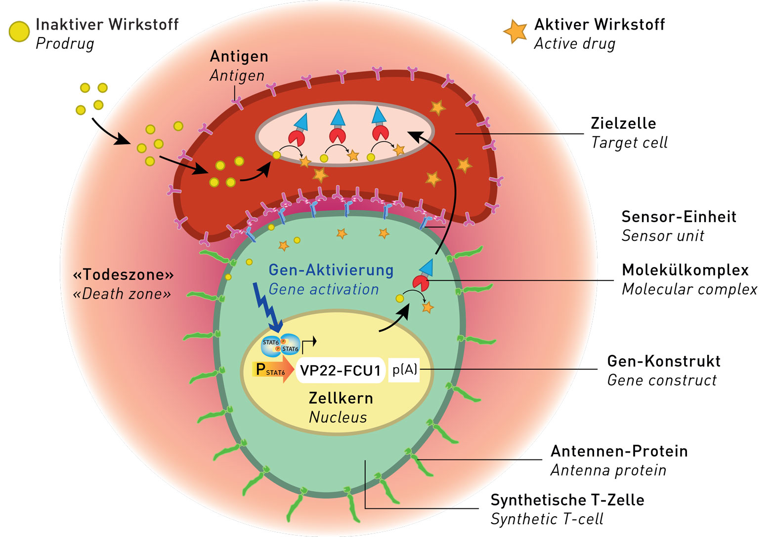 The artificial T-cell recognises a tumour cell and docks to it. In the process, antenna proteins bend, which triggers a chain reaction. This leads to the killing of the tumor cell. (Graphic: ETH Zurich)