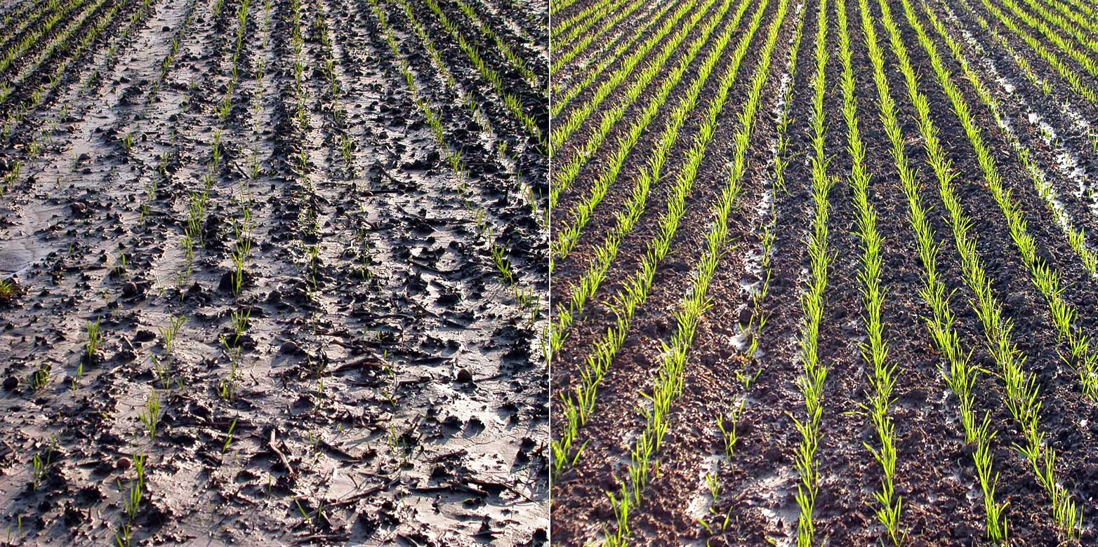 Enlarged view: Organic farming improves soil quality