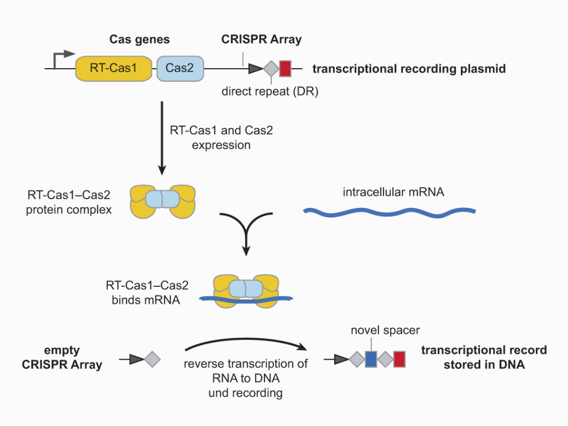Enlarged view: Graphical abstract of the storage of transcription information in a CRISPR array. (Graphic: from Schmidt et al., 2018/ ETH Zurich)