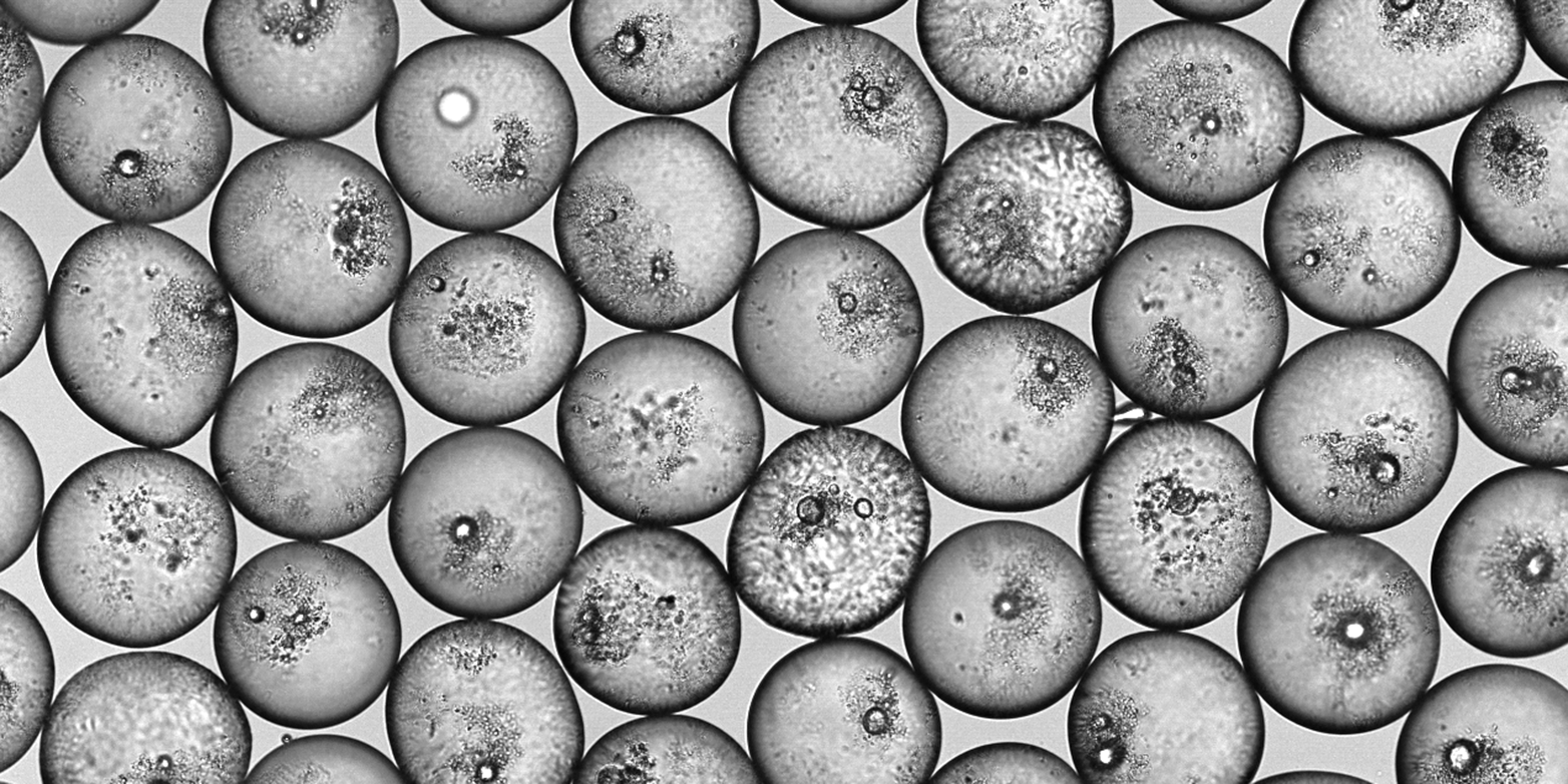 Enlarged view: ETH researchers have developed a process with which they can specifically stabilize emulsion droplets with a certain amount of particles. (Photo: Jan Vermant/ETH Zurich group)