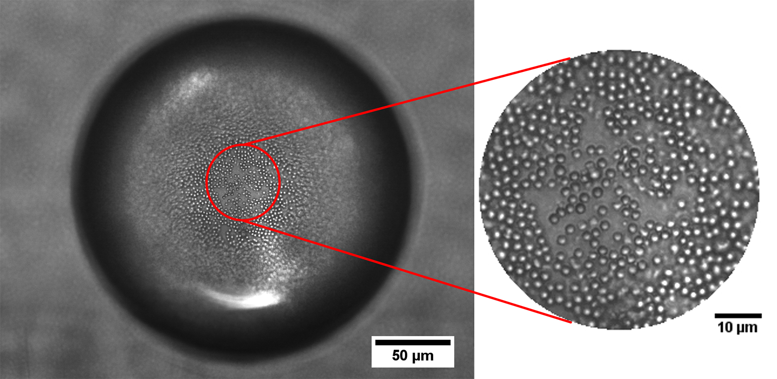 Enlarged view: The surface of the oil droplet in water is covered with particles by 40.8 percent as desired. (Photo: Vermant Group, ETH Zurich)
