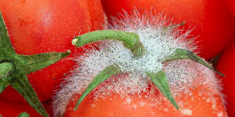 Vergrösserte Ansicht: Tomaten mit Pilzbefall