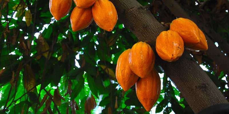 Vergrösserte Ansicht: fruits of the cocoa tree