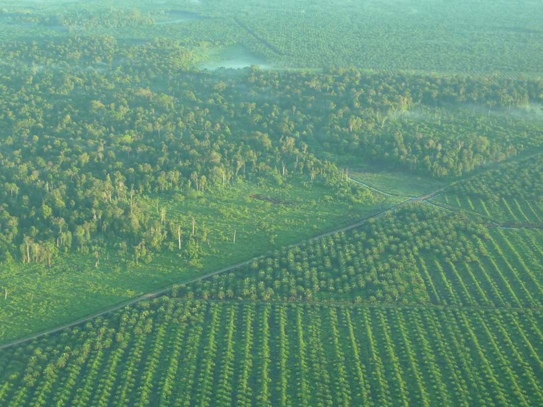 Vergrösserte Ansicht: oil palm plantation