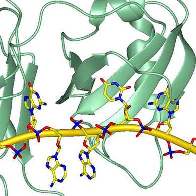 RNA Struktur
