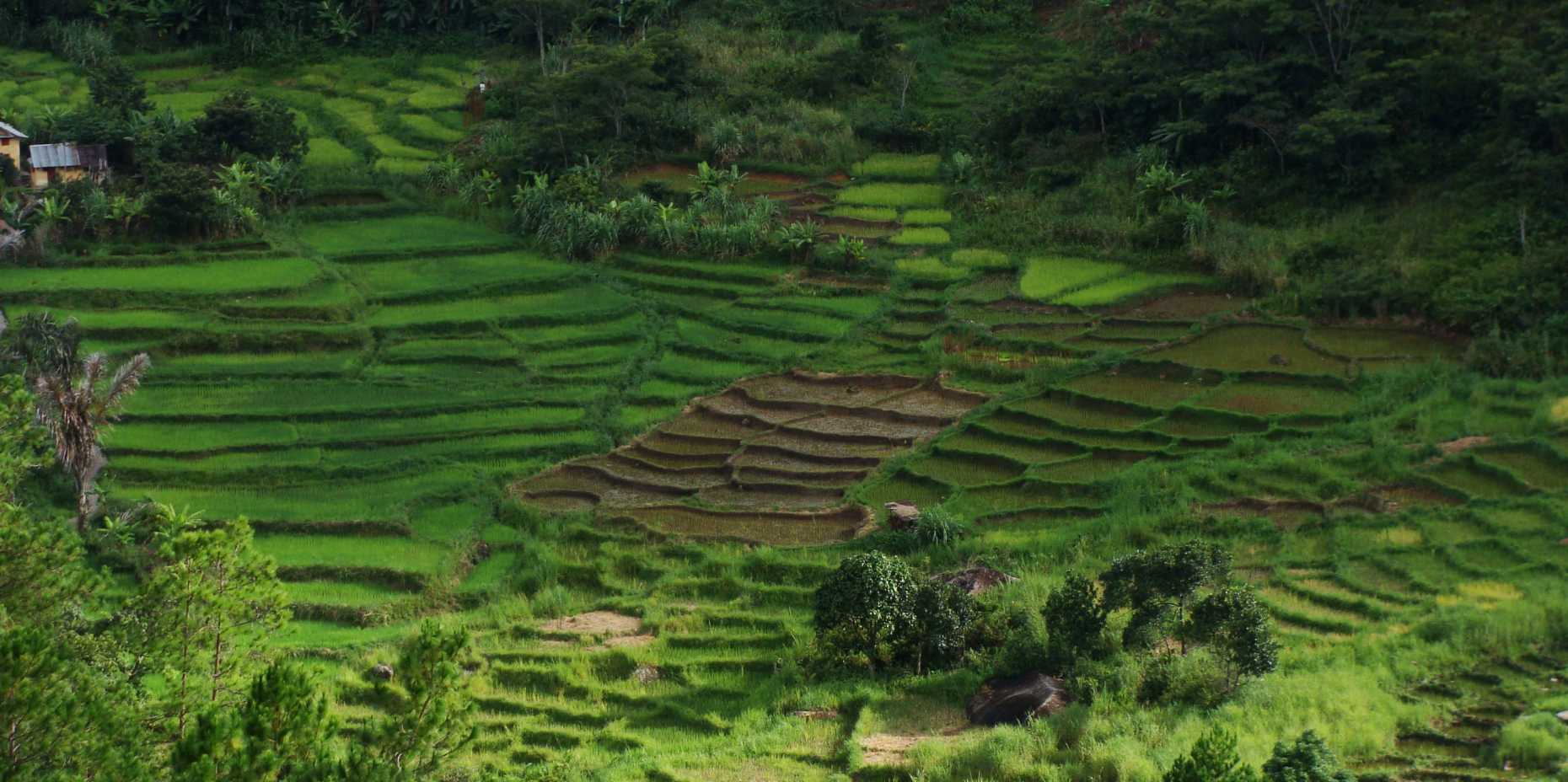 Vergrösserte Ansicht: small-scale rice farming in Madagascar