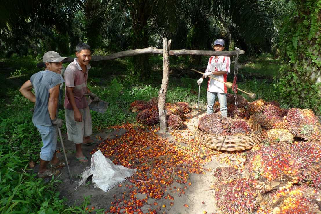 Vergrösserte Ansicht: palm oil family farming in Sumatra, Indonesia