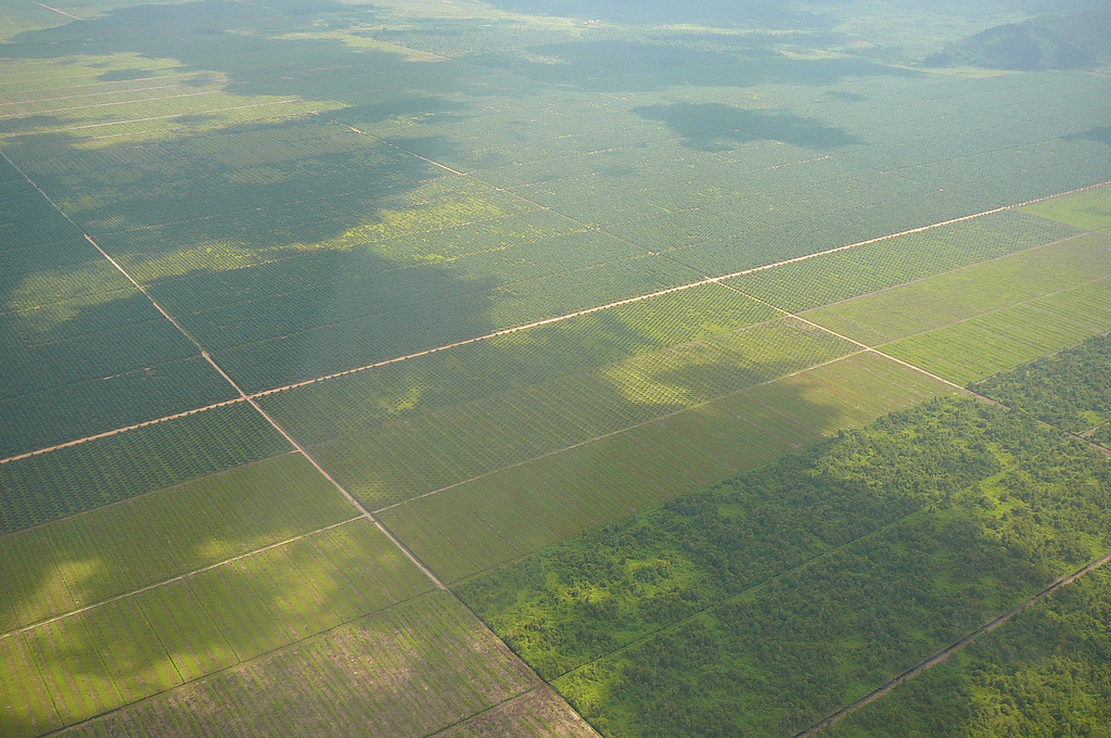 Vergrösserte Ansicht: Palm oil plantation in Borneo