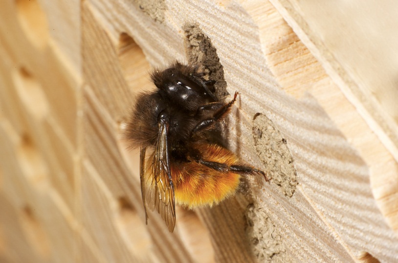Vergrösserte Ansicht: Mauerbiene an Nest