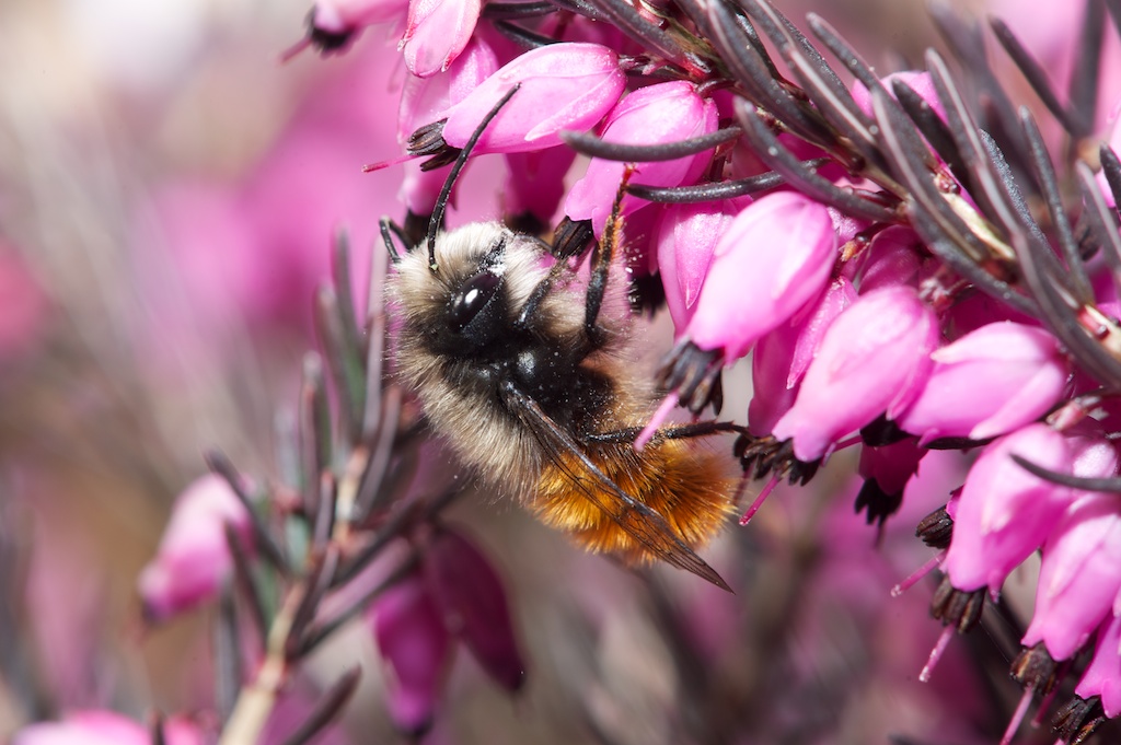 Vergrösserte Ansicht: Gehörnte Mauerbiene an Blüte