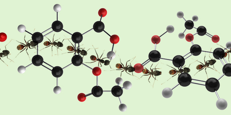 Vergrösserte Ansicht: Ameisenstrasse und Wirkstoff-Moleküle