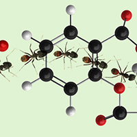 Ameisenstrasse und Wirkstoff-Moleküle
