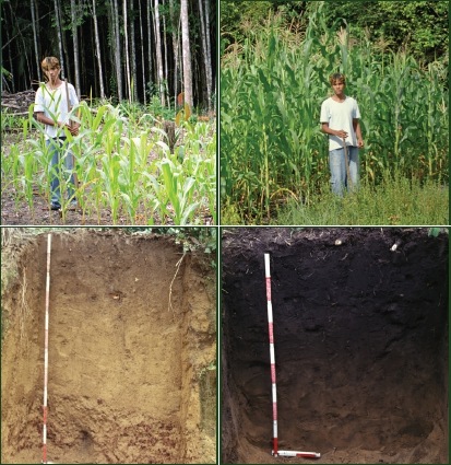 Vergrösserte Ansicht: soil with and without biochar and different crop yields