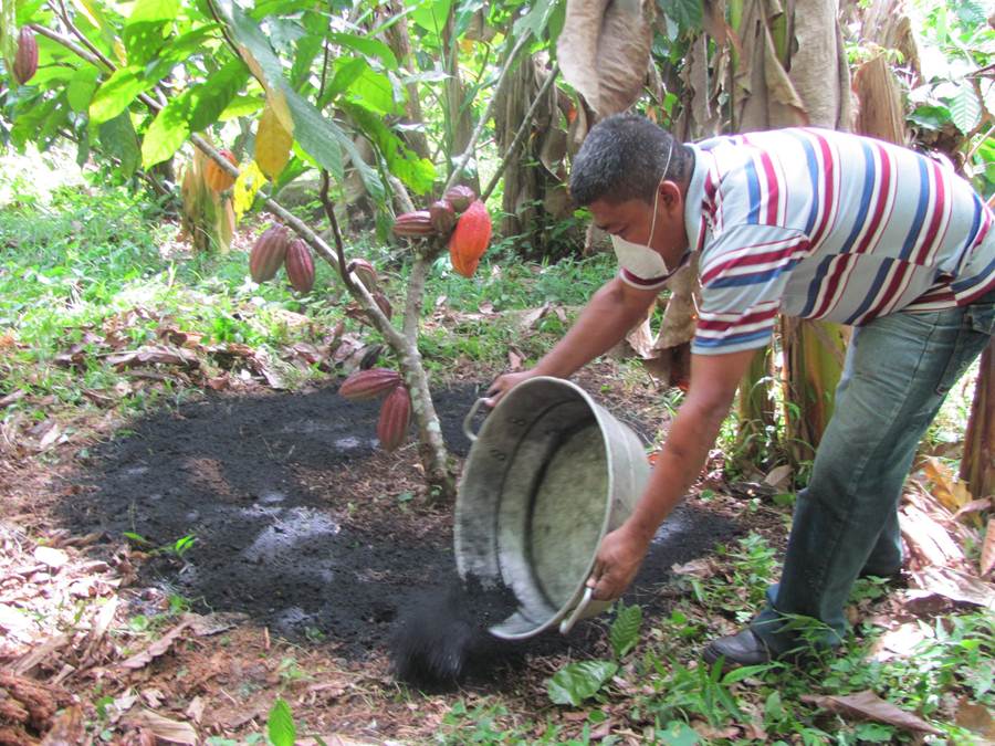 Vergrösserte Ansicht: Applying biochar in a cacao grove