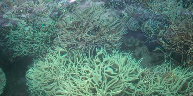 Vergrösserte Ansicht: Korallenbleiche 