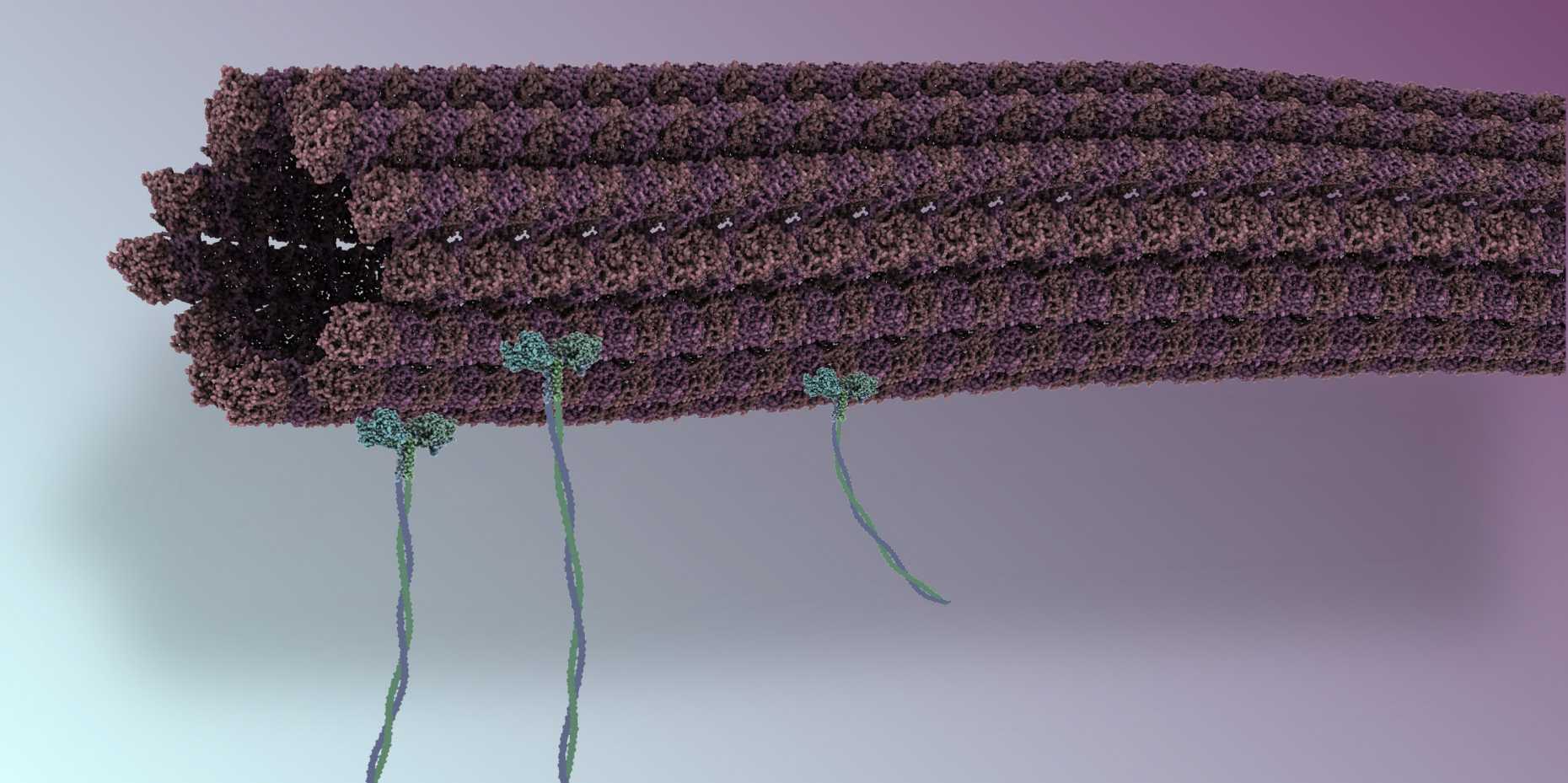 Vergrösserte Ansicht: Winzige biologische Röhrchen, die sogenannten Mikrotubuli dienen in der Nano-Montagelinie als Transporter für die Montage mehrerer molekularer Objekte. (Grafik: Samuel Hertig)