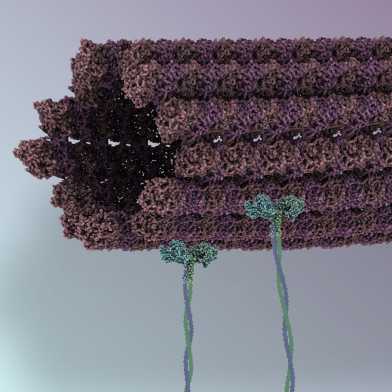microtubule with kinesin