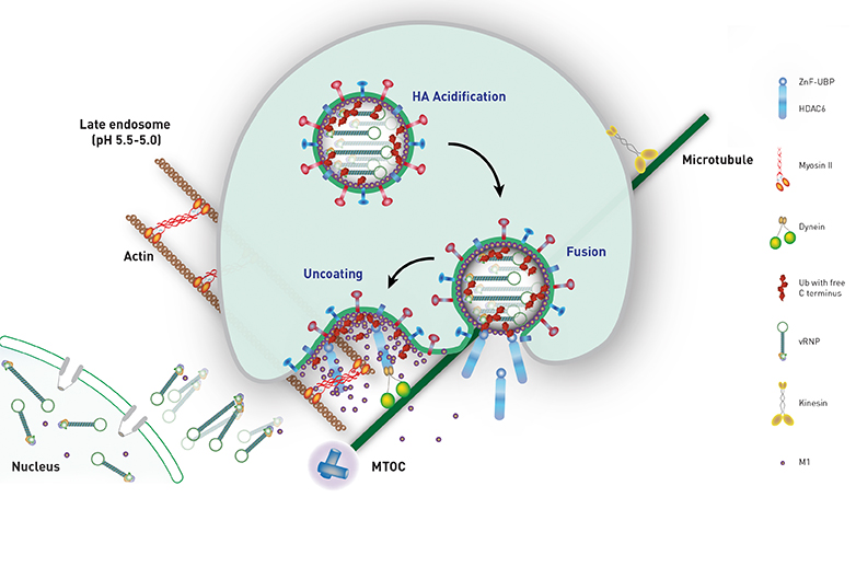 Vergrösserte Ansicht: Das Schema zeigt, wie das Grippe-Virus in einem Bläschen in die Nähe des Zellkerns gelangt, mit Hilfe des Abfallsystems und der Bindung an das Enzym HDAC6 sein Kapsid (grüne Kügelchen) öffnen lässt und schliesslich seine Gene in den Zellkern (unten links) einschleust. (Grafik: aus Banerjee et al., 2014)