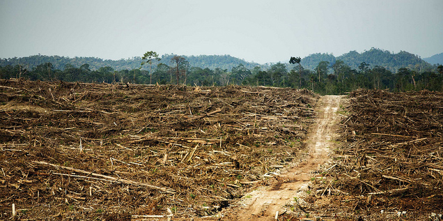 Vergrösserte Ansicht: Destruction of primary rainforest