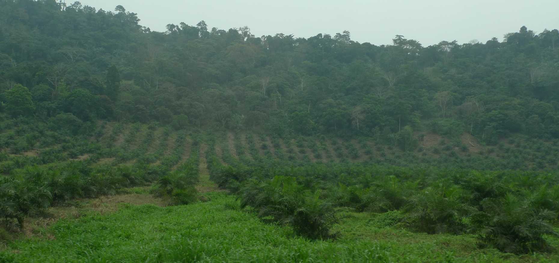 Vergrösserte Ansicht: Oil-palm plantation in Cameroon 