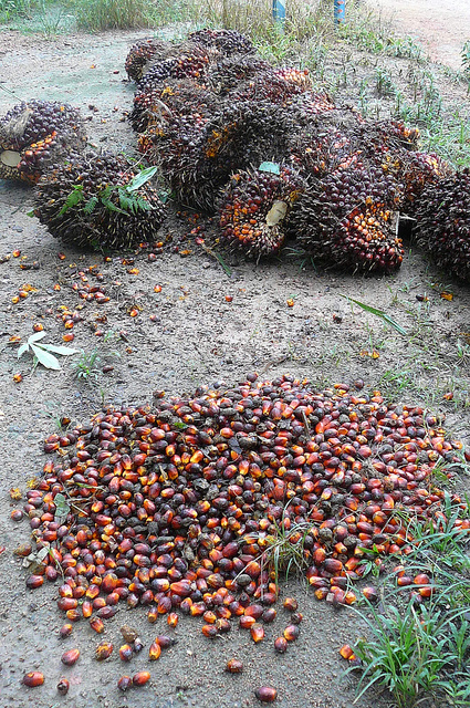 Oil-palm fruit