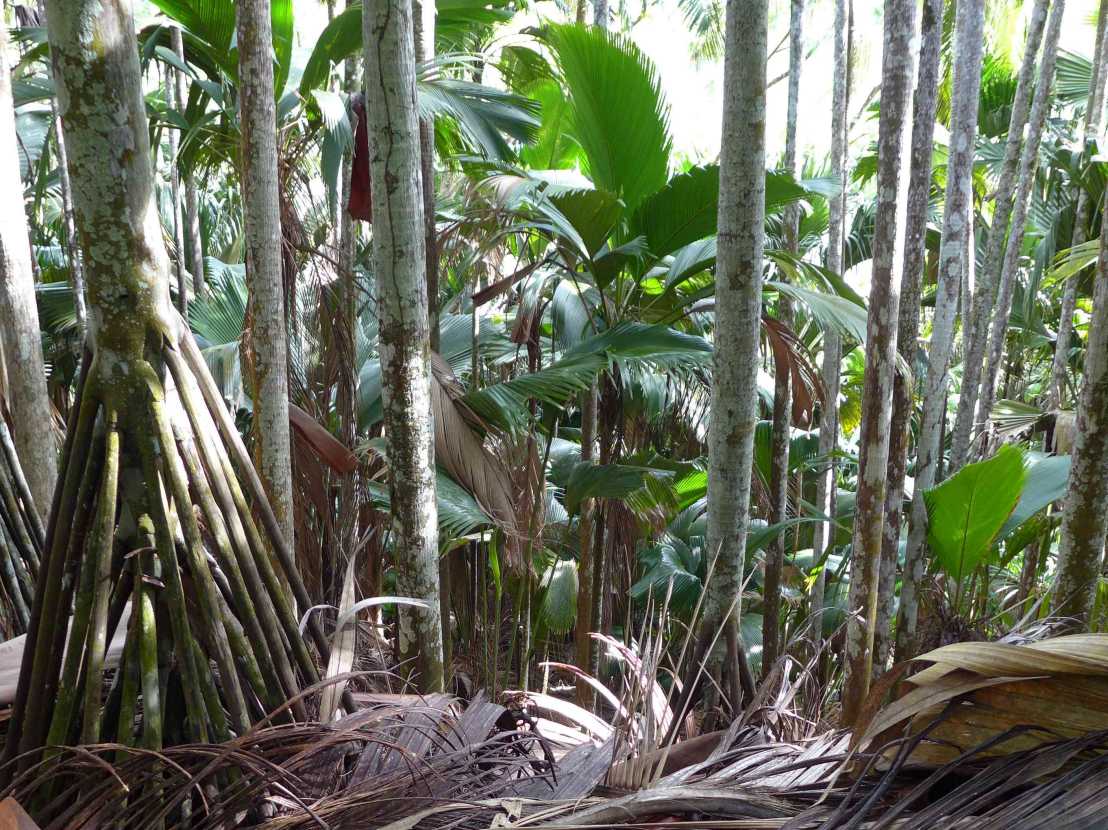Vergrösserte Ansicht: Palmenarten auf den Seychellen