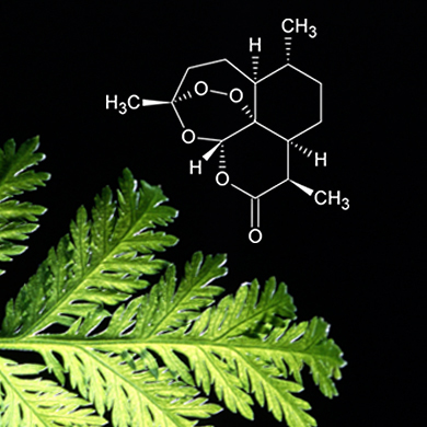 Artemisia annua und Strukturformel des Artemisinin