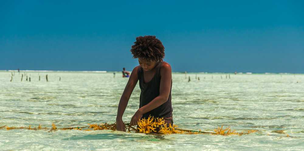 Vergrösserte Ansicht: Algenkultur an Madagaskars Küste