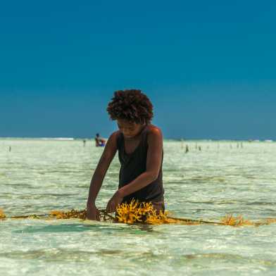 Algenkulturen an Madagaskars Küste