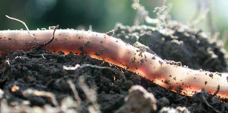 Vergrösserte Ansicht: Earthworm