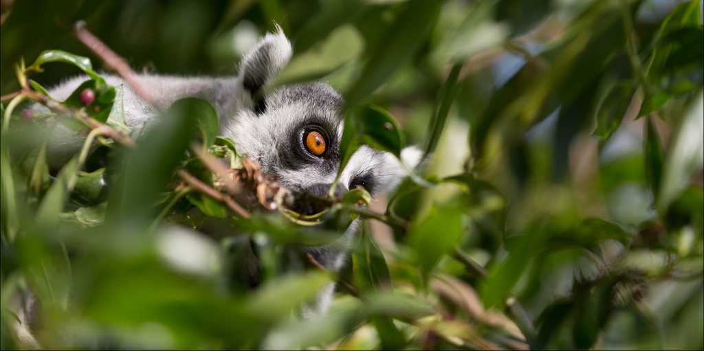 Vergrösserte Ansicht: Lemur im Blätterdickicht