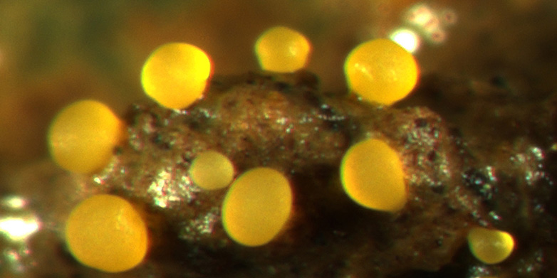 Vergrösserte Ansicht: Bei Nahrungsknappheit kann M. xanthus gelbe Fruchtkörper bilden. (ETH Zurich / Greg Velicer)