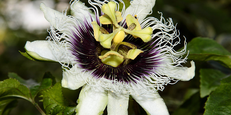Vergrösserte Ansicht: Schön invasiv: Die Passionsblume Passiflora edulis ist eine attraktive Zierpflanze, die aus Brasilien, Paraguay und Argentinien stammt. (Bild: Leonardo Ré-Jorge/ Wikimedia Commons) 