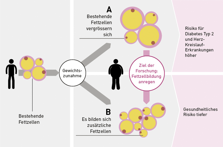 Infografik: Bei einer Gewichtszunahme gibt es zwei Szenarien: Entweder wird das zusätzliche Fett in bestehende Fettzellen aufgenommen, die dadurch grösser werden (A), oder es bilden sich zusätzliche Zellen (B), die das Extrafett unter sich aufteilen können.