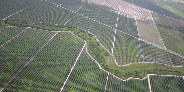 Vergrösserte Ansicht: Palm oil plantation 