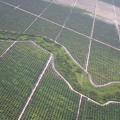 Palm oil plantation 