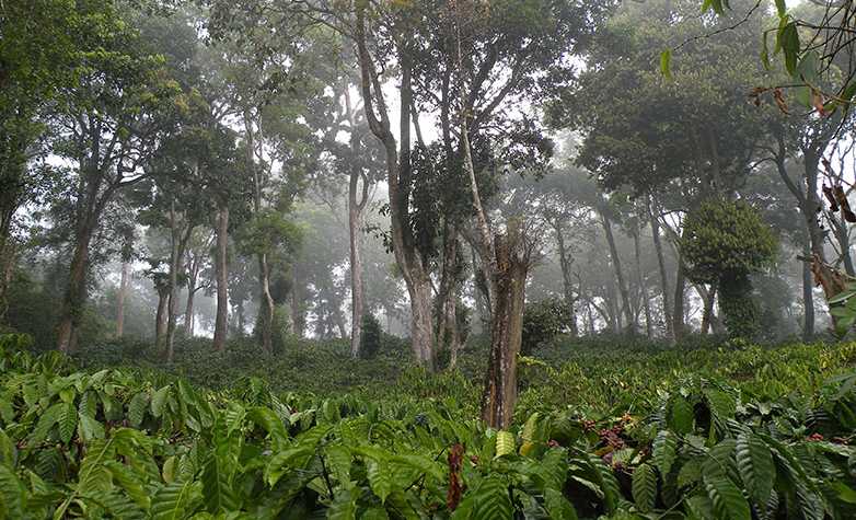 Vergrösserte Ansicht: A coffee plantation in South India