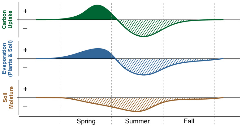 Die Grafik zeigt, wie Kohlenstoffaufnahme (grün), Verdunstung (blau) und Bodenfeuchte (braun) während dem warmen Frühling und der Sommerdürre 2012 verglichen mit normalen Jahren (Nulllinie) abwichen. (Grafik: Sebastian Wolf)
