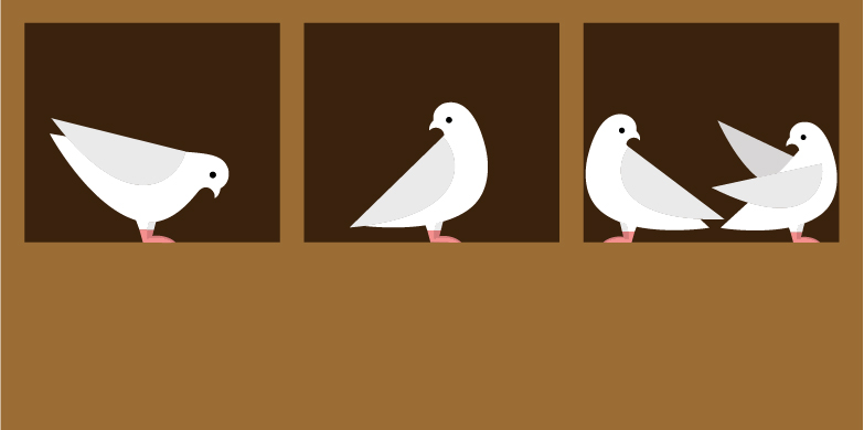 Vier Tauben verteilen sich auf drei Boxen. Gemäss dem Taubenschlagprinzip muss eine Box zwingend zwei Tauben enthalten. (Bild: Shutterstock)
