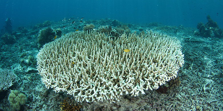 Vergrösserte Ansicht: Once-colorful corals get blanched by a breakup.