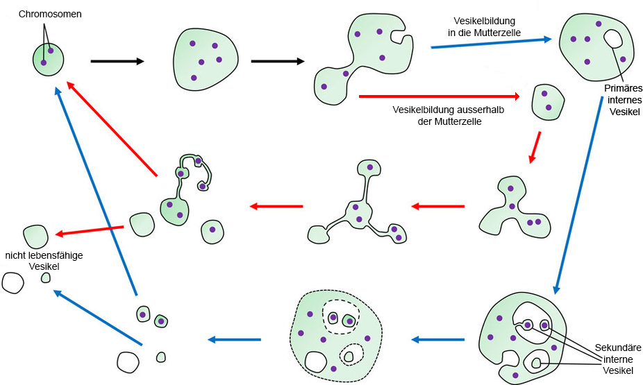Vergrösserte Ansicht: Proliferationsmechanismen von Listeria-L-Formen